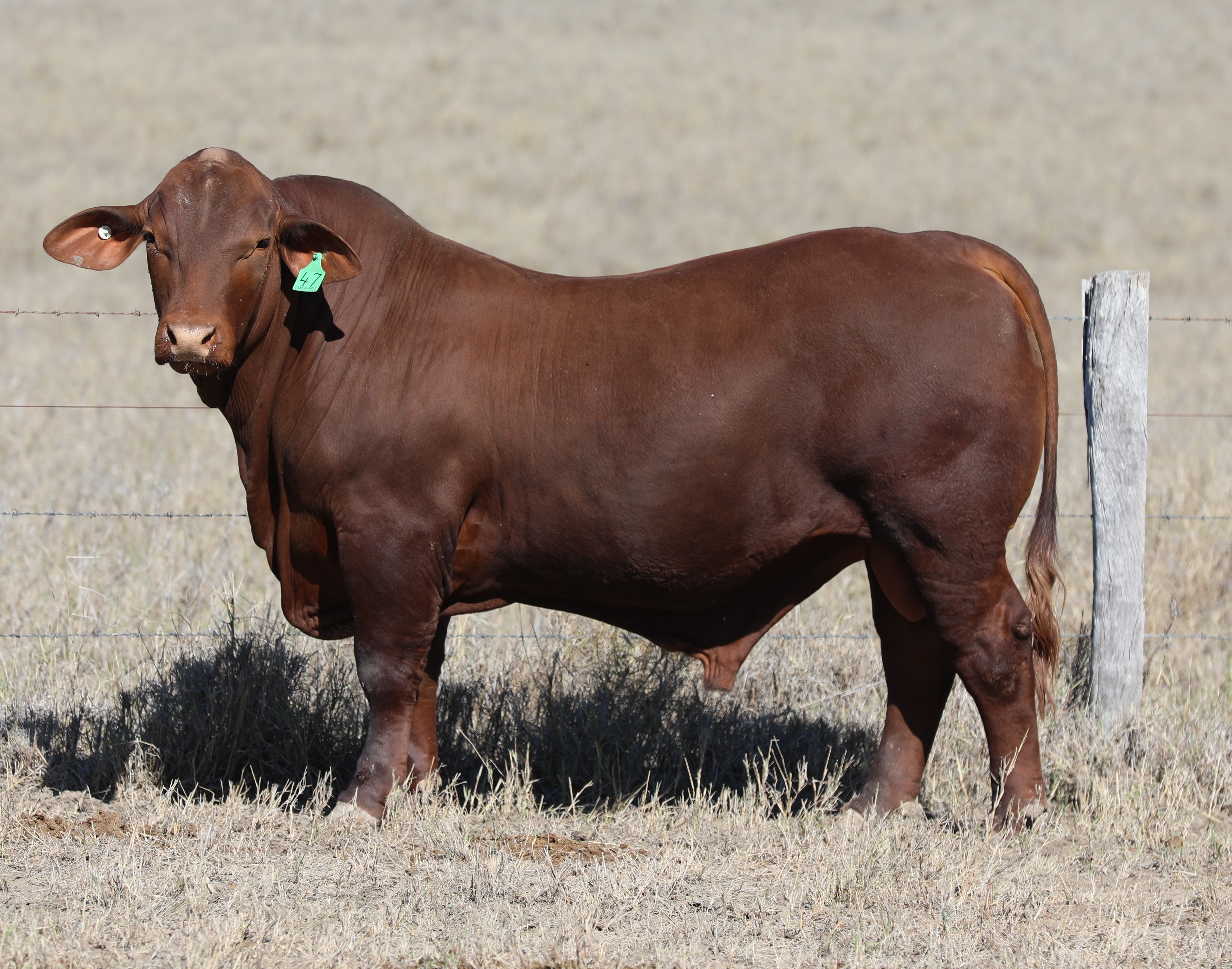 LOT 47